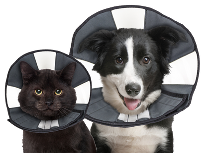 Zenpet Procone XL