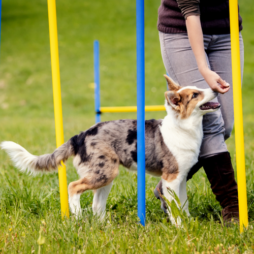 Slalom d'agility – lot de 6 Piquets - Topmast