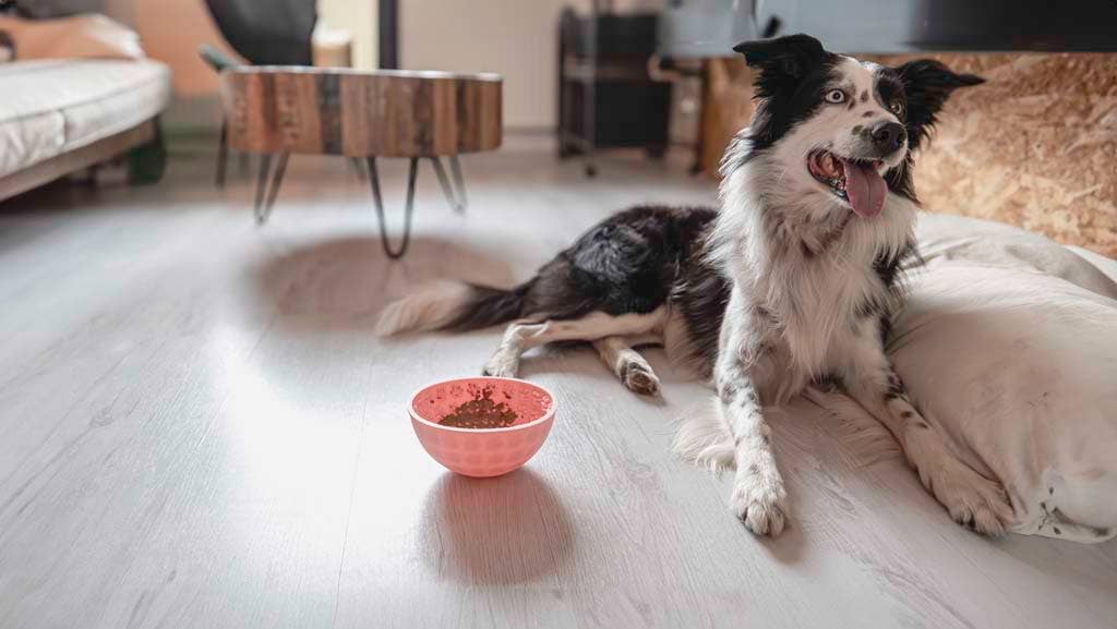 Bol oscillant rose à lécher pour chien - Mangez lentement, vivez plus longtemps Hofman Animal Care