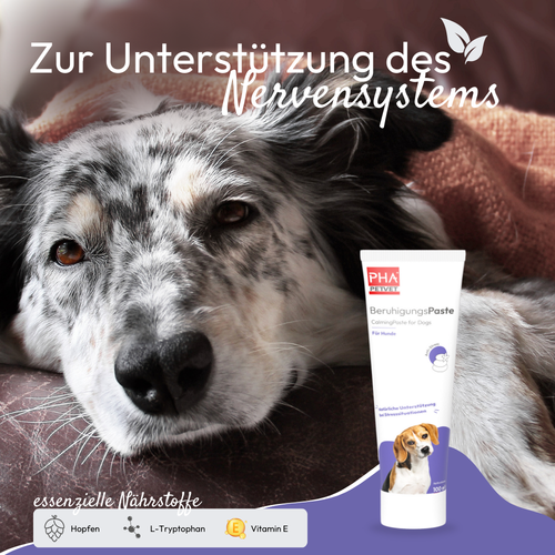 Pâte Apaisante PHA – Soutien naturel contre le stress 🐾100 ml