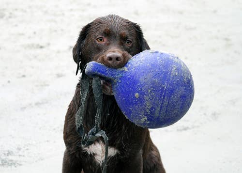 Jolly Tug-n-Toss 15 cm Bleu Hofman Animal Care