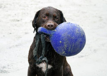 Jolly Tug-n-Toss 15 cm Bleu Hofman Animal Care