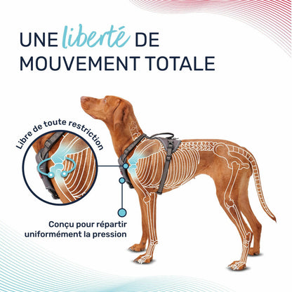 Harnais Anatomie Halti – 3 Coloris, 5 Tailles HALTI