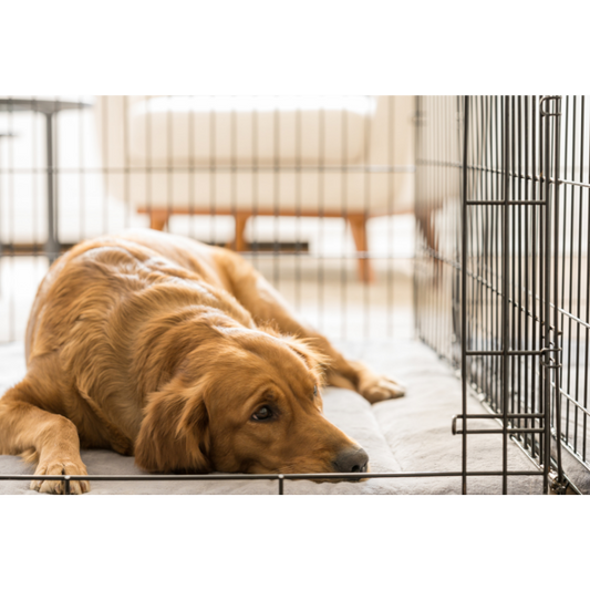 Cage pour chien Topmast – Noire