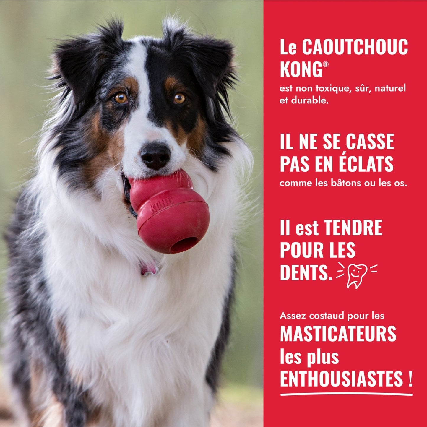 KONG Ball - Trufféo