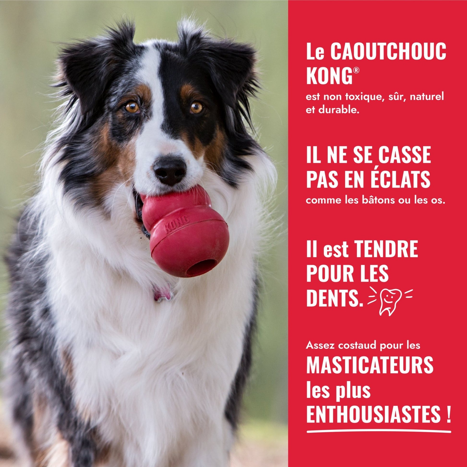 KONG Ball - Trufféo