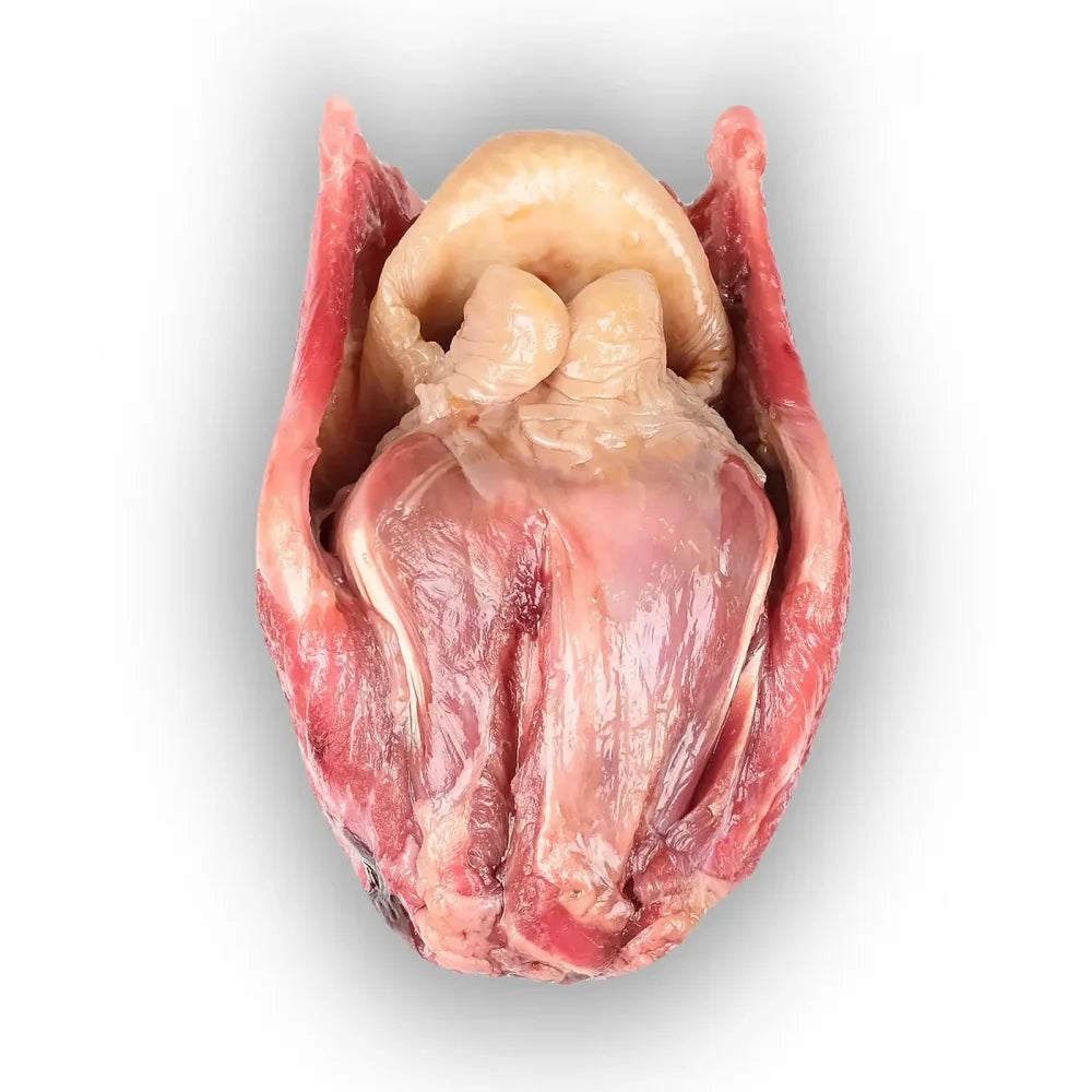 Larynx de bœuf eBarf
