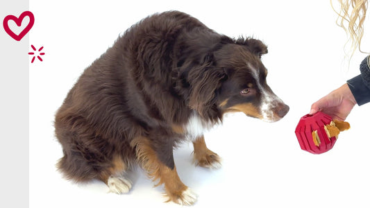 KONG Puppy Activity Ball - Taille S