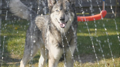 Tapis d’eau rafraîchissant pour chien