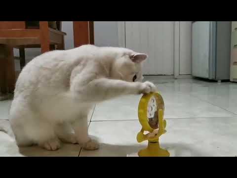 Jouet Interactif Chat Food Mill Turquoise - 16 x 14 cm