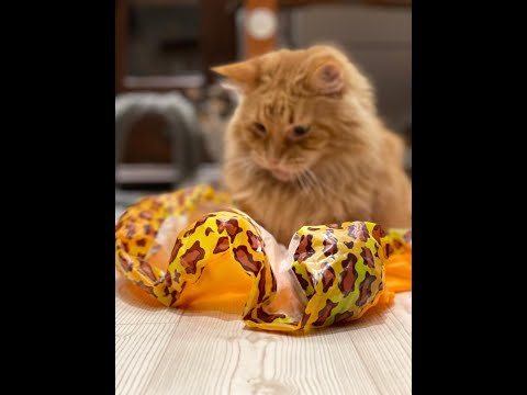 Aire de Jeu Interactive – Balle Motorisée 🎯🐱