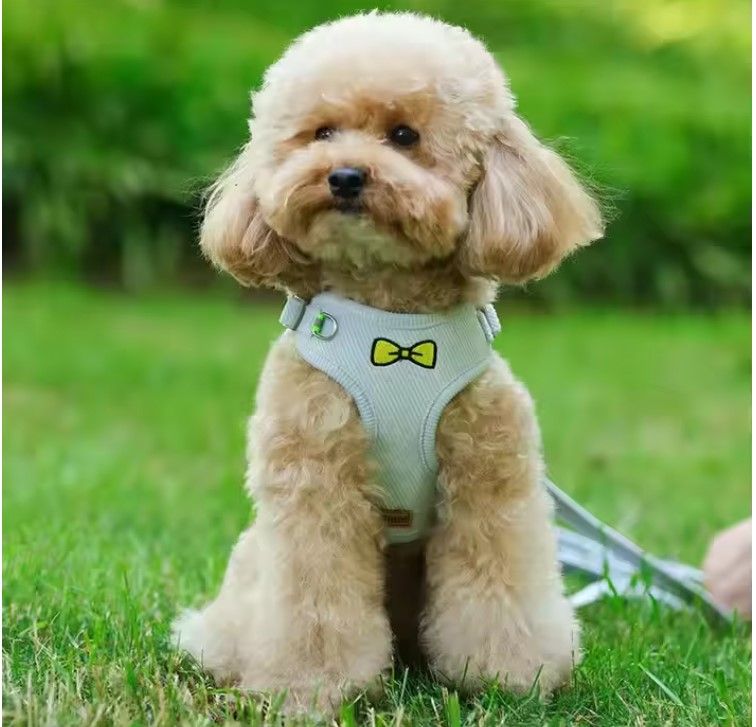 Harnais pour chien avec laisse assortie Topmast