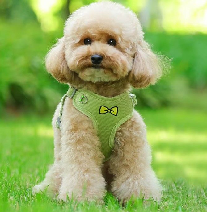 Harnais pour chien avec laisse assortie Topmast