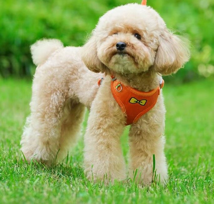 Harnais pour chien avec laisse assortie Topmast