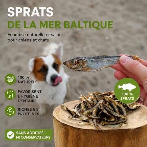 Sprat de la mer Baltique sans conservateurs