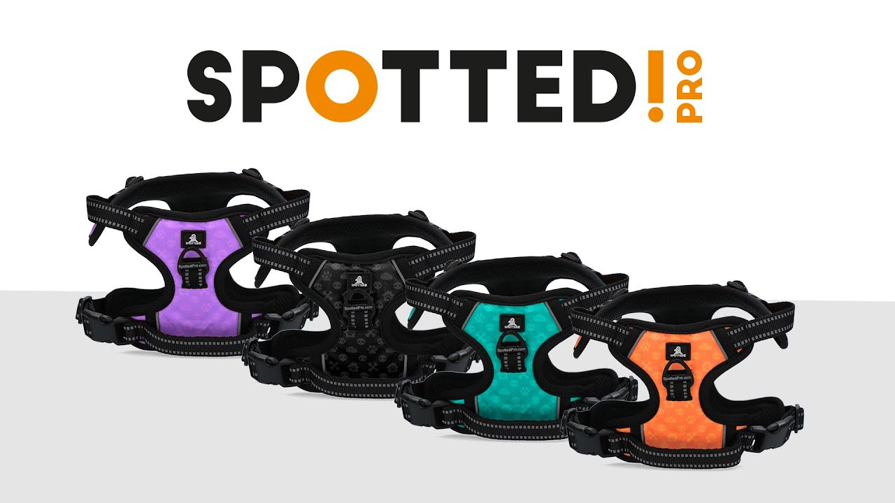 Chien portant le harnais anti-traction Spotted! Pro en balade