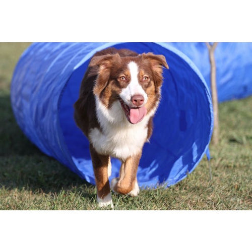 Tunnel d'agility Topmast - 5 mètres