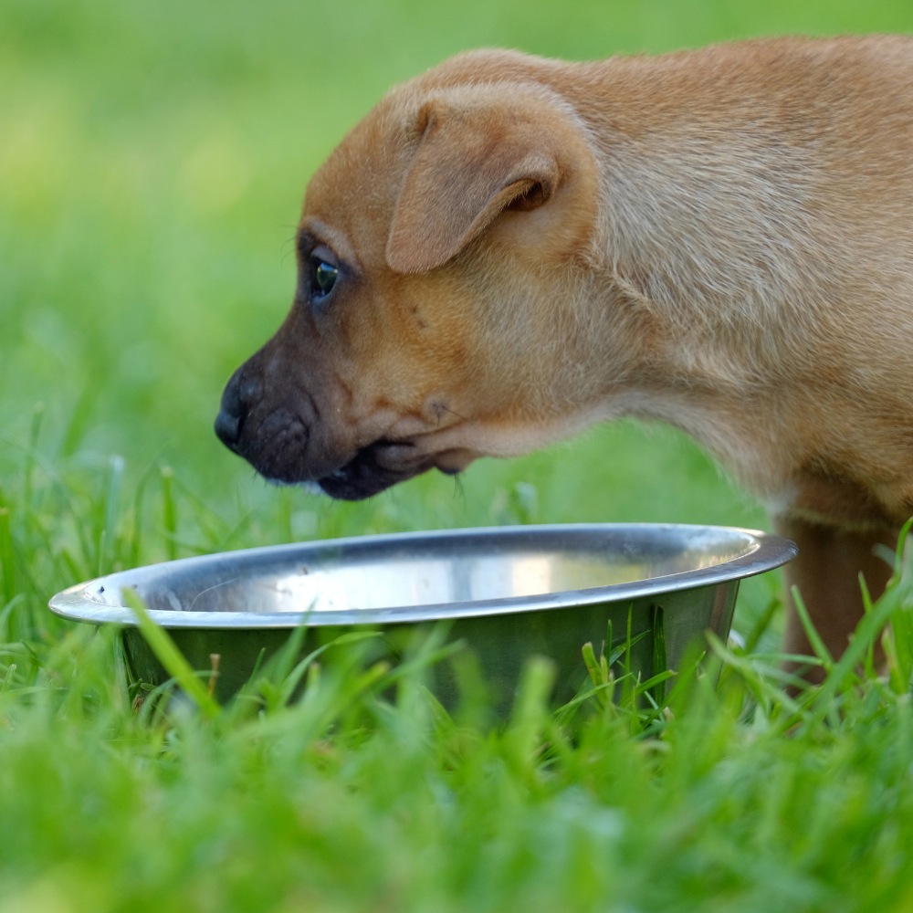 RVS Voerbak voor Honden