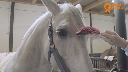 Brosse pour Cheval Rose - Horse Supreme
